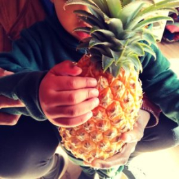 Gettiing to know a new fruit  in the toddler class at Constantia Montessori Pretoria East