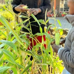 Vegetable garden at Constantia Montessori Pretoria East